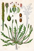 Plantago coronopus