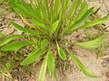 Spitzwegerich (Plantago lanceolata)