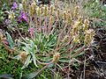 Strand-Wegerich (Plantago maritima)