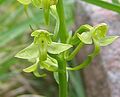 Algerische Waldhyazinthe (Platanthera algeriensis)