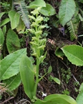 Azoren-Waldhyazinthe (Platanthera azorica)