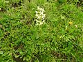 Zweiblättrige Waldhyazinthe (Platanthera bifolia)