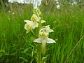 Grünliche Waldhyazinthe (Platanthera chlorantha)