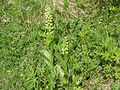 Nördliche Waldhyazinthe (Platanthera hyperborea)