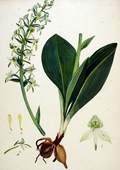 Platanthera chlorantha