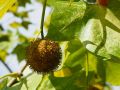 Platanus acerifolia