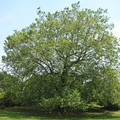 Amerikanische Platane (Platanus occidentalis)