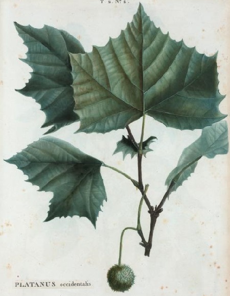 Amerikanische Platane (Platanus occidentalis)