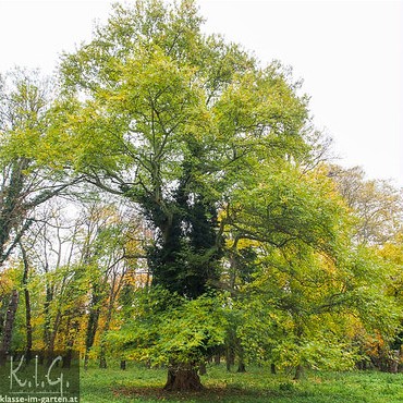 Morgenländische Platane (Platanus orientalis)