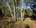 Arizona-Platane (Platanus wrightii)