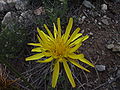 Schlitzblättrige Schwarzwurzel (Podospermum laciniatum)