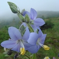 Spitzblütiges Sperrkraut (Polemonium acutiflorum)