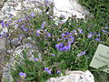 Kriechende Jakobsleiter (Polemonium boreale)