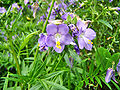 Blaue Himmelsleiter (Polemonium caeruleum)