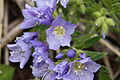 Kalifornische Jakobsleiter (Polemonium californicum)