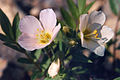 Oregon polemonium (Polemonium carneum)