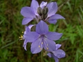 Kaukasische Himmelsleiter (Polemonium caucasicum)