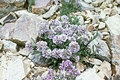 Mason's skypilot (Polemonium chartaceum)