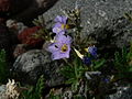 Elegant Jacob's Ladder (Polemonium elegans)