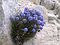 Sky Pilot (Polemonium eximium)