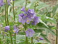 Towering Jacob's Ladder (Polemonium foliosissimum)