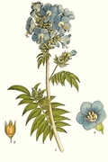 Polemonium caeruleum