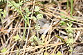 Annual Jacob's Ladder (Polemonium micranthum)