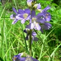 Western Jacob's Ladder (Polemonium occidentale)