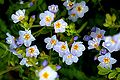 Beautiful Jacob's Ladder (Polemonium pulcherrimum)