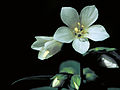 Appalachian Jacob's ladder (Polemonium van-bruntiae)