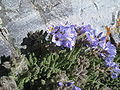 Sticky polemonium (Polemonium viscosum)