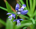 Voralpen-Kreuzblume (Polygala alpestris)