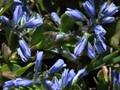 Alpen-Kreuzblume (Polygala alpina)