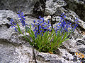 Bittere Kreuzblume (Polygala amara)