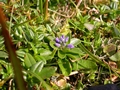 Sumpf-Kreuzblume (Polygala amarella)