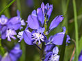 Kalk-Kreuzblume (Polygala calcarea)