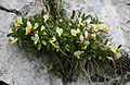 Buchs-Kreuzblume (Polygala chamaebuxus)