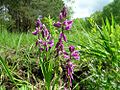 Schopfige Kreuzblume (Polygala comosa)