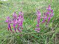 Groß-Kreuzblume (Polygala major)