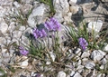 Südalpen-Kreuzblume (Polygala pedemontana)