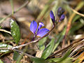 Quendelblättrige Kreuzblume (Polygala serpyllifolia)