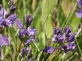 Wiesen-Kreuzblume (Polygala vulgaris)