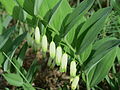 Echtes Salomonssiegel (Polygonatum odoratum)