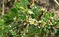 Vogelknöterich (Polygonum aviculare)