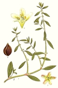 Polygonum aviculare