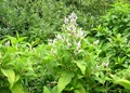 Himalaya-Knöterich (Polygonum polystachyum)