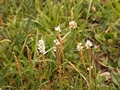 Knöllchen-Knöterich (Polygonum viviparum)