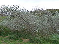 Silber-Pappel (Populus alba)