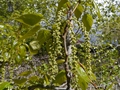 Balsam-Pappel (Populus balsamifera)