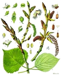 Populus nigra